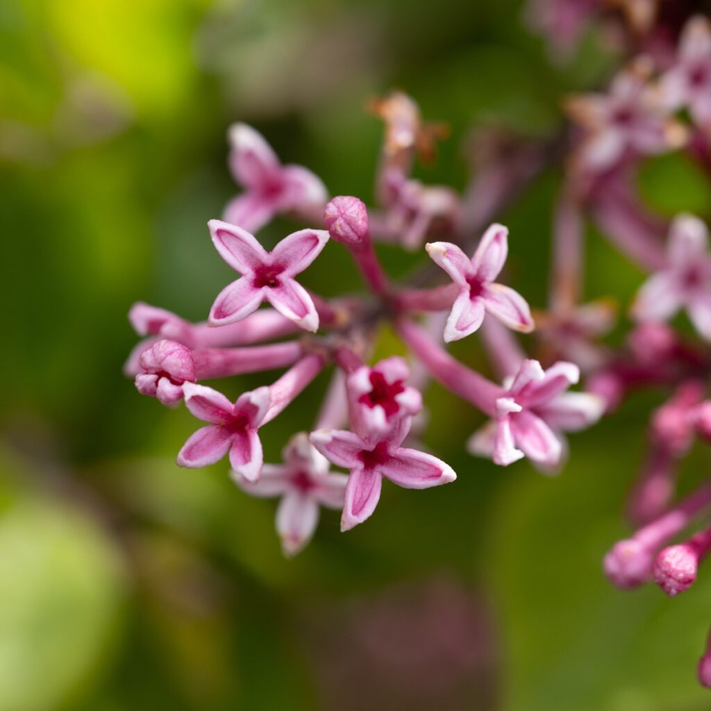 Syringa ‘Pink Perfume’ Top Worked at 100cm Lilac Tree 5038838165962 2